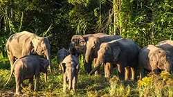 Visuel de Les grands animaux d'Asie