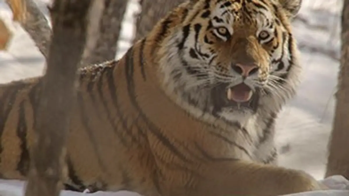 Les grands animaux d'Asie E04 Le tigre de l'Amour