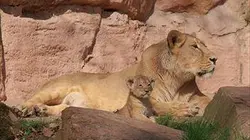 Visuel de Les grands animaux d'Asie