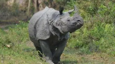 Les grands animaux d'Asie E01 Le rhinocéros