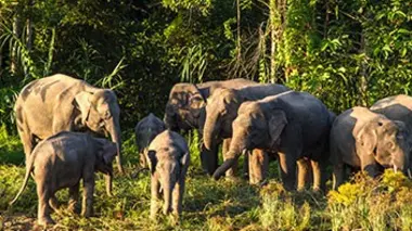 Les grands animaux d'Asie E03 L'éléphant