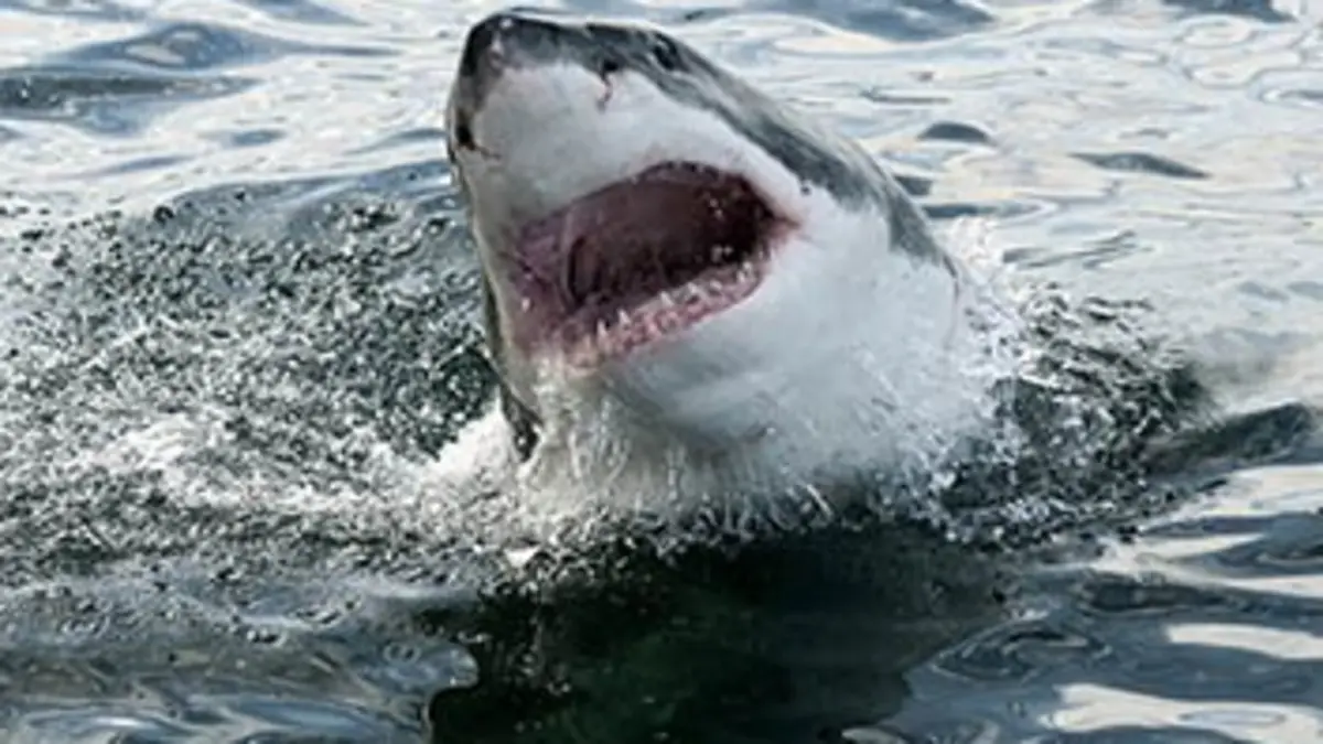 Les grands blancs de Cap Cod