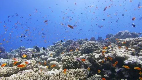 Les grands fonds secrets de la mer Rouge