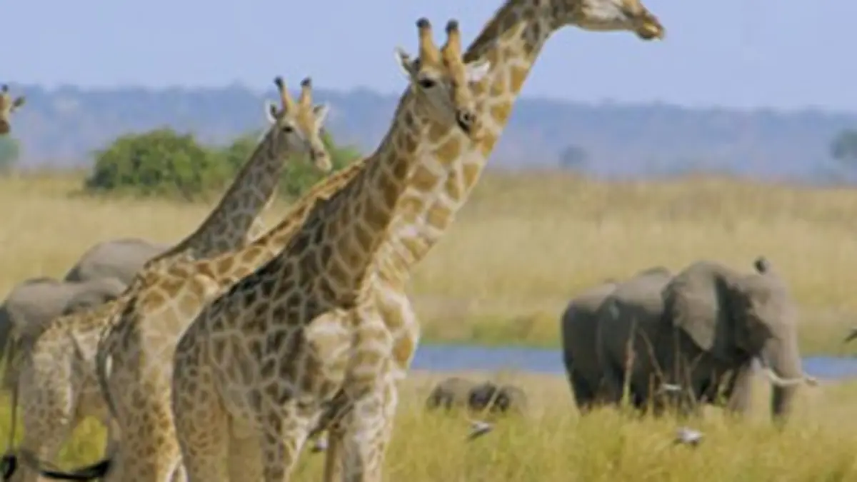Les grands parcs d'Afrique S02E01 Une réserve naturelle entre terre et mer