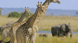 Visuel de Les grands parcs d'Afrique