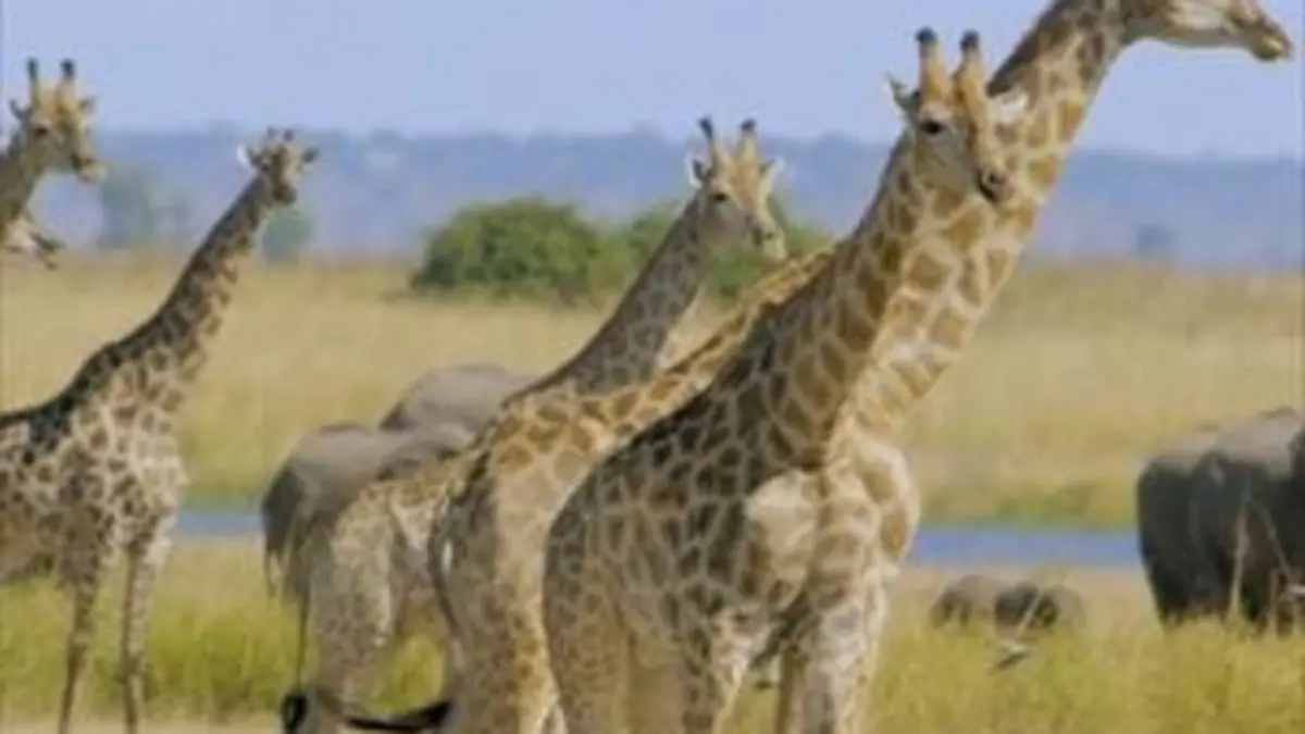 Les grands parcs d'Afrique S01E04 Le Parc National du Bas-Zambèze