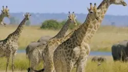 Visuel de Les grands parcs d'Afrique