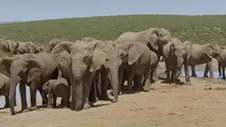 Les grands parcs d'Afrique S01E06 Chobe, terre d'apprentissage