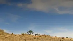 Visuel de Les grands parcs d'Afrique