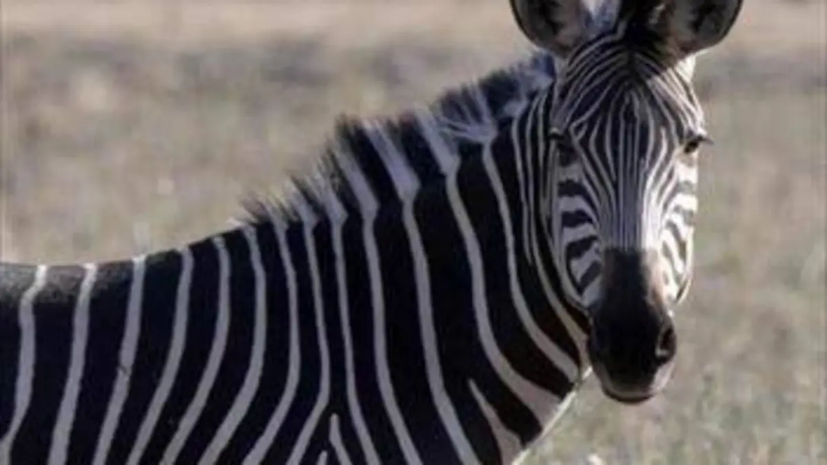 Les grands parcs d'Afrique S02E03 Le Parc naturel des chutes d'Augrabies