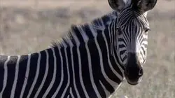 Visuel de Les grands parcs d'Afrique