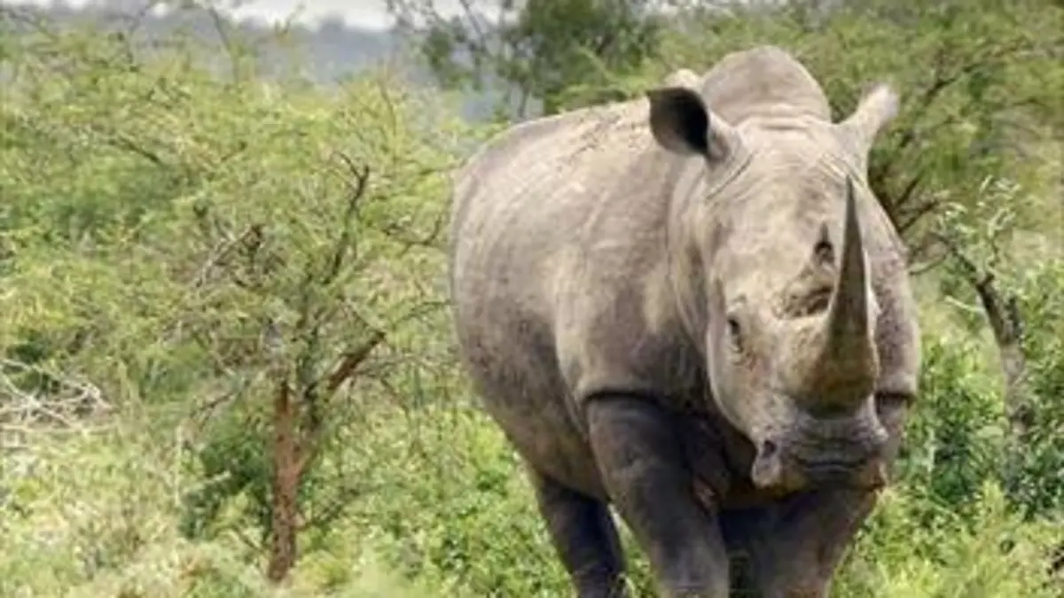 Les grands parcs d'Afrique S02E05 La réserve d'Hluhluwe-Umfolozi