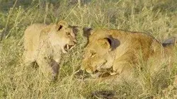 Les grands parcs d'Afrique