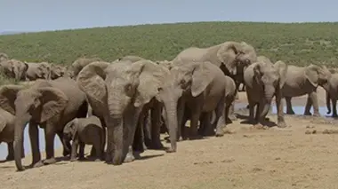 Les grands parcs d'Afrique S01E06 Chobe, terre d'apprentissage