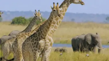 Les grands parcs d'Afrique S02E01 Une réserve naturelle entre terre et mer