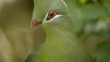 Les grands parcs d'Afrique S02E02 Parc national de Kruger : Cap sur Pafuri
