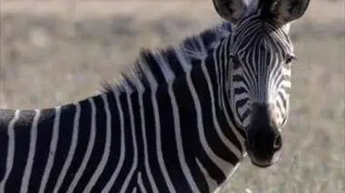 Les grands parcs d'Afrique S02E03 Le Parc naturel des chutes d'Augrabies