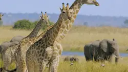 Sur Animaux à 22h00 : Les grands parcs d'Afrique