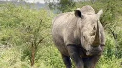 Sur Animaux à 21h25 : Les grands parcs d'Afrique