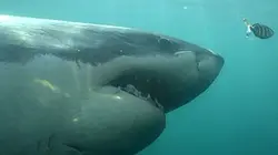Visuel de Les grands requins blancs de Cap Cod