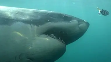 Les grands requins blancs de Cap Cod