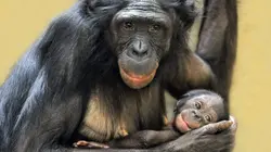 Les grands singes : ces primates si proches de l'Homme