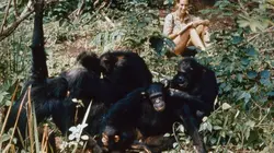 Les grands singes : ces primates si proches de l'Homme