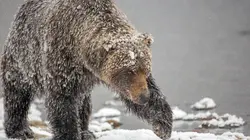 Les grizzlis du Yukon