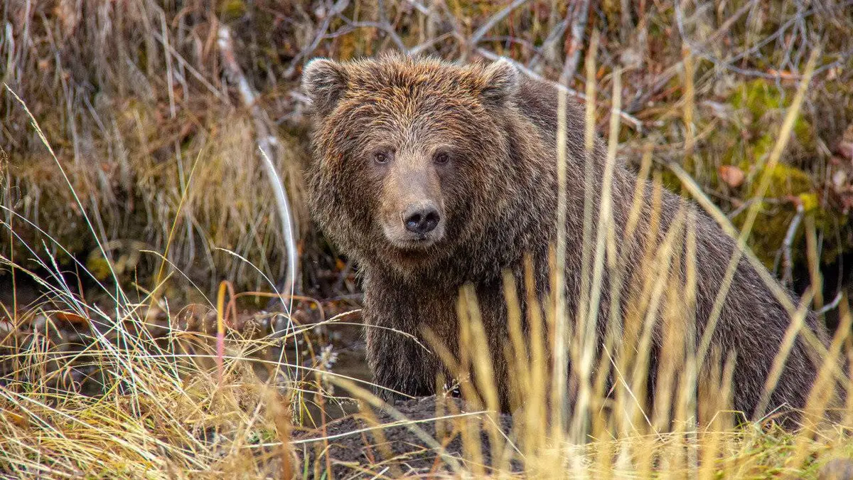 Les grizzlis du Yukon