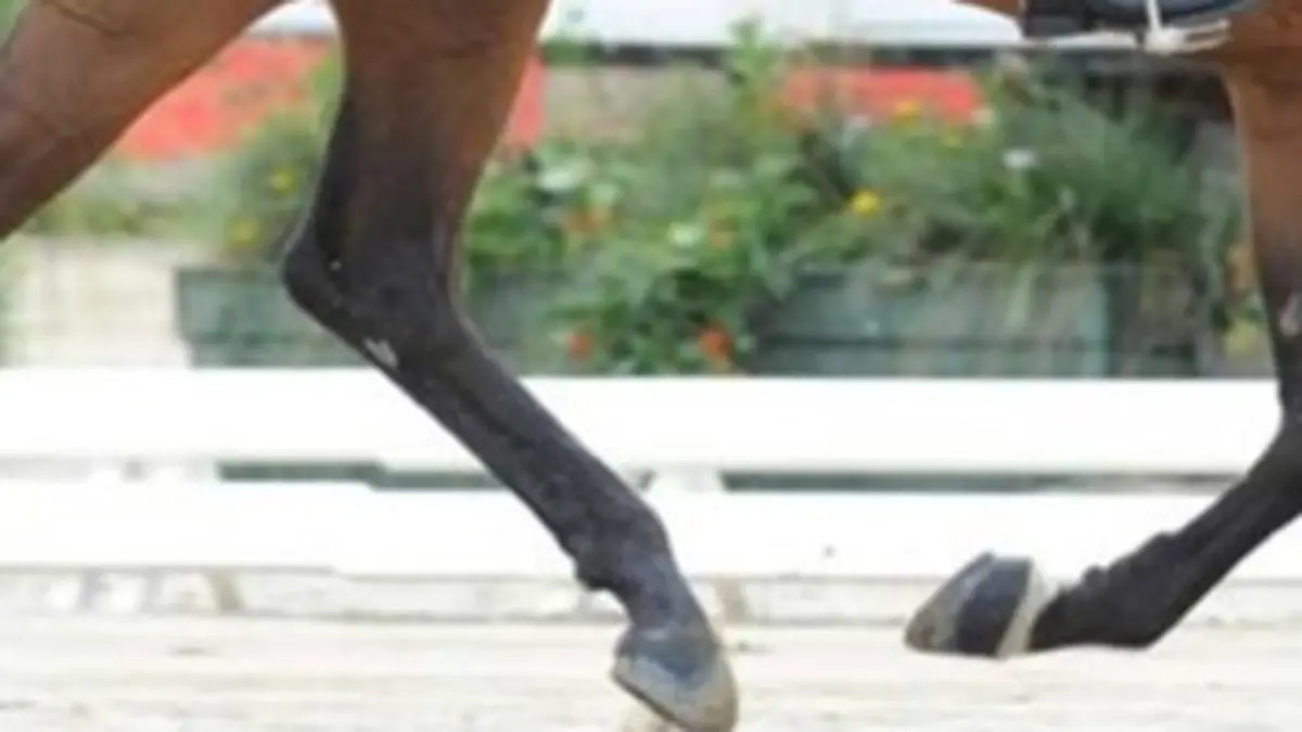 Les gros mots de l'équitation