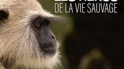 Les héros de la vie sauvage S01E10 Alerte océans