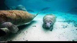 Les héros de la vie sauvage S01E10 Alerte océans