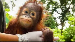 Les héros de la vie sauvage  S01E05 Mission forêts