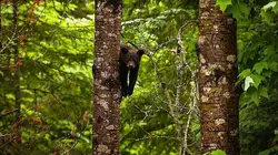 Les héros de la vie sauvage S01E10 Alerte océans