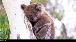 Les héros de la vie sauvage