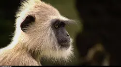 Les héros de la vie sauvage