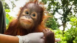 Les héros de la vie sauvage S01E10 Alerte océans