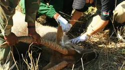 Les héros de la vie sauvage S01E10 Alerte océans