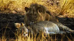 Les héros de la vie sauvage