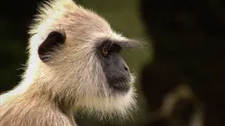 Les héros de la vie sauvage S01E10 Alerte océans