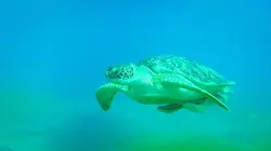 Les héros de la vie sauvage