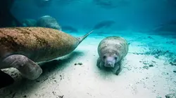 Les héros de la vie sauvage