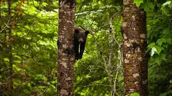 Les héros de la vie sauvage