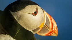 Les héros de la vie sauvage S01E10 Alerte océans