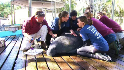 Les héros de la vie sauvage S01E05 Mission forêts