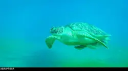 Les héros de la vie sauvage