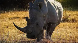 Les héros de la vie sauvage