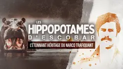 Les hippopotames d'Escobar