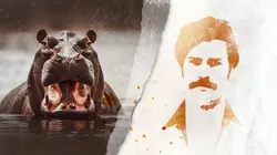 Les hippopotames d'Escobar