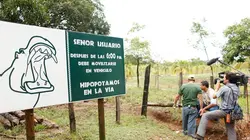 Les hippopotames d'Escobar